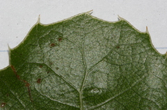 Quercus coccifera pseudococcifera