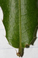 Quercus coccifera pseudococcifera