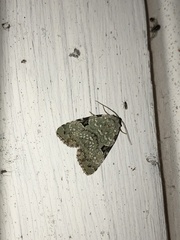 Leuconycta diphteroides