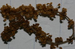 Quercus coccifera pseudococcifera