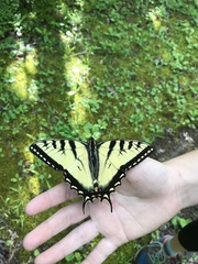 Papilio appalachiensis