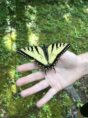 Papilio appalachiensis