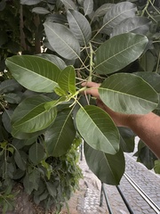 Phytolacca dioica