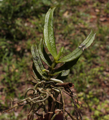 Angraecum cultriforme