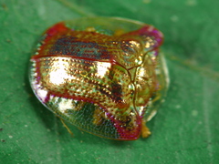 Charidotella rubicunda