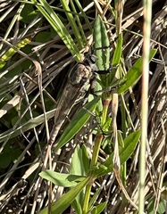 Proctacanthus gracilis
