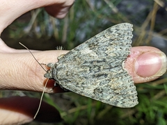Catocala cleopatra