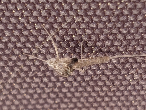 podenky (Ephemeroptera)