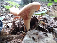 Lactarius croceus