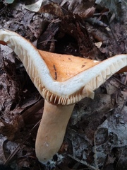 Lactarius croceus