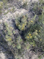 Banksia borealis borealis