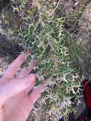 Banksia borealis borealis