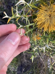 Banksia borealis borealis