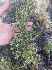 Banksia borealis borealis