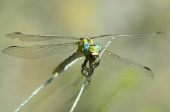 Ophiogomphus morrisoni