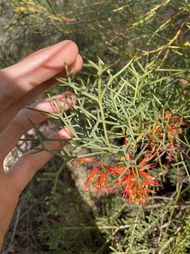 Image of Grevillea dielsiana by (c) Thomas Mesaglio, some rights reserved (CC BY)