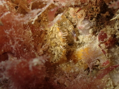 Liocarcinus navigator