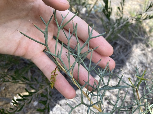 Image of Grevillea dielsiana by (c) Thomas Mesaglio, some rights reserved (CC BY)