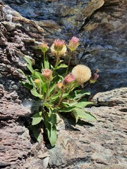 Erigeron glabratus