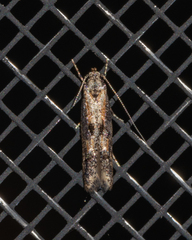Blastodacna atra