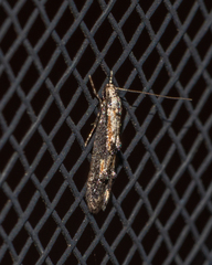 Blastodacna atra