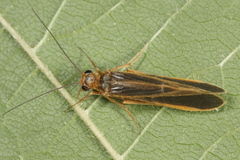 Chimarra marginata