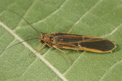 Chimarra marginata