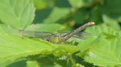 Ophiogomphus cecilia