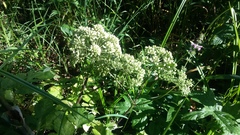 Angelica sylvestris