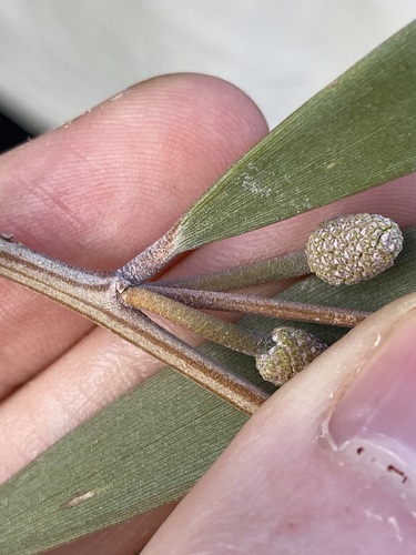 Image of Acacia rhodophloia by (c) Thomas Mesaglio, some rights reserved (CC BY)