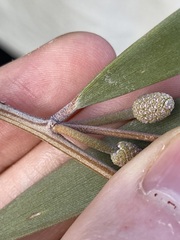 Acacia rhodophloia