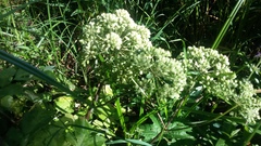 Angelica sylvestris