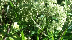 Angelica sylvestris
