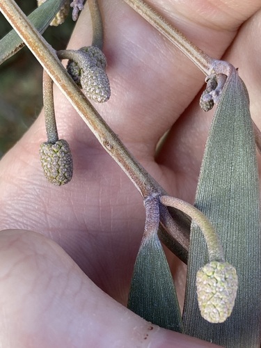 Image of Acacia rhodophloia by (c) Thomas Mesaglio, some rights reserved (CC BY)