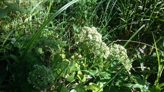 Angelica sylvestris