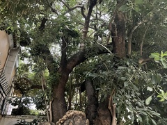 Phytolacca dioica