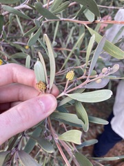 Acacia rhodophloia
