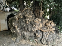 Phytolacca dioica