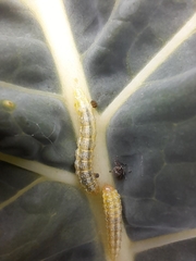 Evergestis forficalis