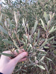 Acacia rhodophloia