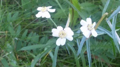 Achillea ptarmica