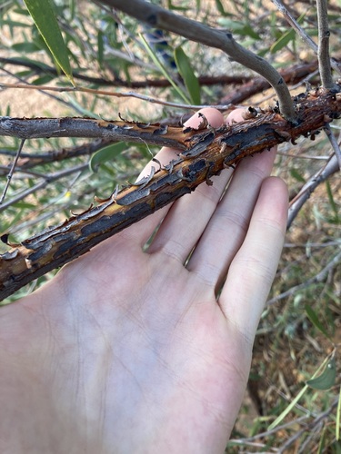 Image of Acacia rhodophloia by (c) Thomas Mesaglio, some rights reserved (CC BY)