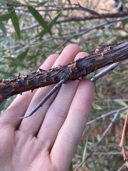 Acacia rhodophloia