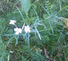 Achillea ptarmica