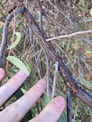 Acacia rhodophloia