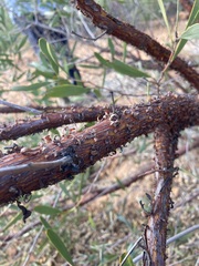 Acacia rhodophloia