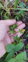 Potentilla flagellaris