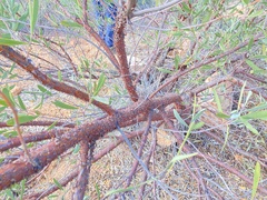 Acacia rhodophloia