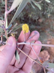 Acacia rhodophloia