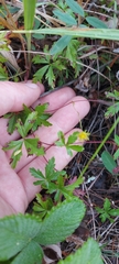 Potentilla flagellaris